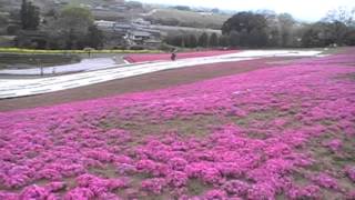 芝桜・ポピーまつり2016【八王子山公園】開花状況4/13