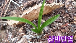 #한국춘란 #산반단엽 오랫만에 종자목 하나 보여줍니다 ^^