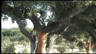 Extracção de cortiça / cork harvesting