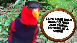 Cara Membuat Bulu Burung Nuri Jadi Bagus, Cerah Mengkilat & Subur