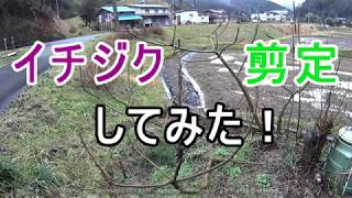 イチジクの剪定してみた！　Fig pruning！