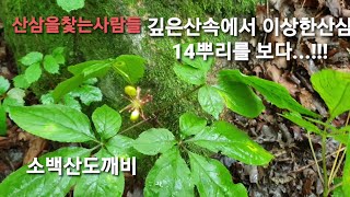 산삼을찾는사람들 ~깊은산속에 이상한 산삼 14뿌리를 보다!!..