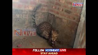 Leopard's Powerful Roar Sends Youth Running for His Life in Assam’s Nagaon