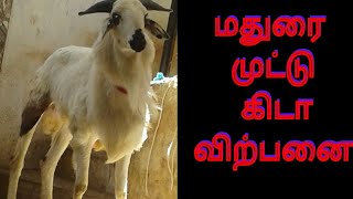 மதுரை முட்டு கிடா விற்பனை