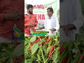 ps neha 233 prajwalseeds farming