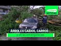 Árboles caídos, carros atrapados y otras emergencias - Teleantioquia Noticias