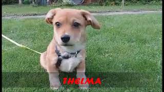 Thelma