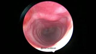 Incomplete tracheal intussusception in a dog