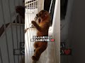 キンカジューおじさん　脱走する kinkajou エキゾチックアニマル ペットのいる暮らし 着ぐるみ　 脱走　 shorts