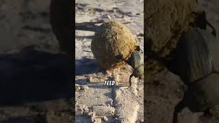 The Mightiest Bug on Earth: The Dung Beetle!