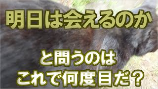 【野良猫・地域猫】明日会えるとは限らない。そんな宿命もある　#125