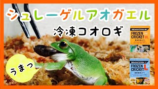 シュレーゲルアオガエル捕まえたよ【天然採集】