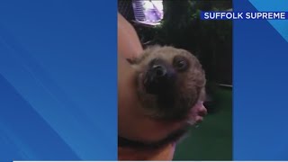 LI Sloth Encounters accused of abuse after investigation