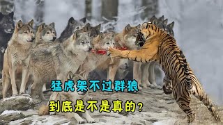 猛虎架不过群狼，到底是不是真的？那为何还能称为“百兽之王”？