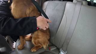 How to put on the Big Dog Seat Belt