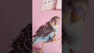 budgie preening his feathers 🪶🥰