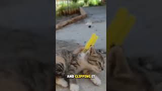 Why Do Cats Act Weird When You Grab Their Neck? The Truth Revealed!