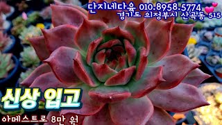 신상신상! 그리고 배반의장미 재입고! 러블리로즈 \u0026 러블리로즈금, 수연금, 우리연느, 독일샴페인금,프케군생,큐티클, 신상 카루소,명품 아메스트로!단지네다육 010.8958.5774