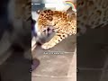 leopard has no mother and the food bowl is his everything. shortvideo leopard shorts cute animal