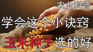 学会这个小诀窍，玉米种子选的好【付老师种植团队官方频道】