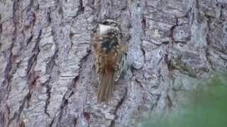 Brown Creeper