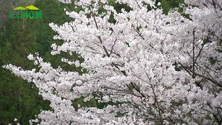 【ぎふ１４０景】寺尾ケ原千本桜公園（関市武芸川町）