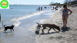 10 Most Spectacular Dog Friendly Beaches in America