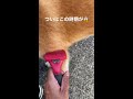 換毛期に突入の柴犬 shorts