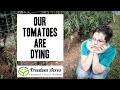 Our Tomatoes are dying | Bacterial Wilt and how you can tell