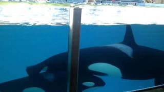 SeaWorld Shamu mom