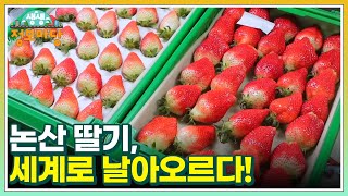 논산 딸기, 세계로 날아오르다! MBN 240215 방송