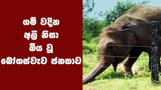 ගම් වදින අලි නිසා බිය වූ බෝගස්වැව ජනතාව