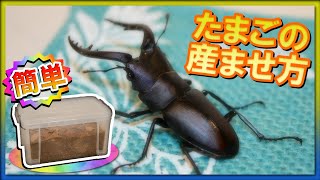 【クワガタ飼育】ノコギリクワガタに卵を産ませる方法!!!