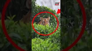 Kaliabor ত শংকামুক্ত হৈ চাহ বাগিছাৰ মাজত Royal Bengal Tiger ৰ বিচৰণ | #shorts