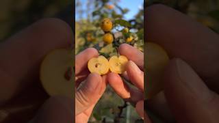 The cutest Crab Apples | 🍎🍎🍎 #crabapple #tinyfood #growyourown