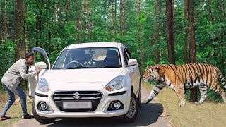 Royal bengal tiger attack | tiger attack man in the forest, tiger attack in jungle