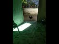 A Black Wild Chicken Visited Me