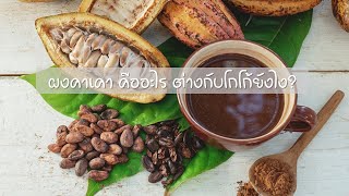 ประโยชน์ของคาเคา (Cacao) | แชร์ดิ๊