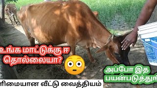 உங்க மாட்டுக்கு  ஈகள் தொல்லையா அப்ப இத ட்ரை பண்ணுங்க |  Caring for cows | TAMIL | ATHI TAMIZHAN