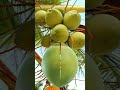 #coconut #beauty #Ladybouncing #asmr #shorts #viral #satisfying #trending