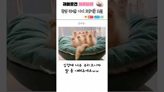 완전 귀여운 아깽이를 인증한 사람들ㅋㅋㅋ