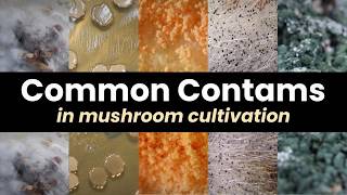 How to Identify and Deal with Contamination in Mushroom Cultivation