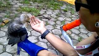 Fttf Elang Thor