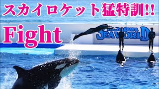 新人トレーナーさん、スカイロケット猛特訓!!「Fight」 鴨川シーワールド