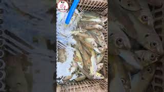 福井県【サビキで爆釣】最新動画が配信されました🐟️#ゆだチャンネル #釣り好き #釣り女子 #釣り #shorts #釣りガール #海釣り #サビキ #アジ