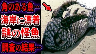 【ゆっくり解説】海岸に打ち上げられた正体不明の怪魚たちを調査した結果…【UMA・未確認生物】