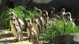 Penguin Point Opens at Philadelphia Zoo