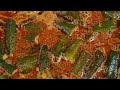 Vendakka theeyal Kerala style/Ladies finger theeyal/how to make vendakka theeyal/okra fry theeyal