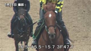 43 テネイシャス（ヒカルアマランサスの15） 17年5月