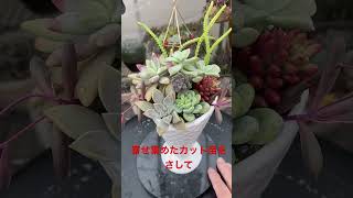 アイスクリーム寄せ植え#succulent  #plants #多肉植物 #多肉事 #多肉#今日の多肉事 #succulents #多肉大好き #succulentgarden#多肉寄せ植え#寄せ植え